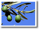 Paxos Olives, Paxos Olive Oil Paxos Olives, Paxos Olive Oil
